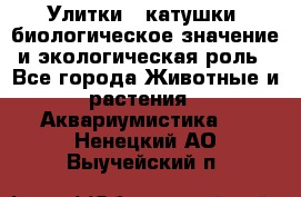 Улитки – катушки: биологическое значение и экологическая роль - Все города Животные и растения » Аквариумистика   . Ненецкий АО,Выучейский п.